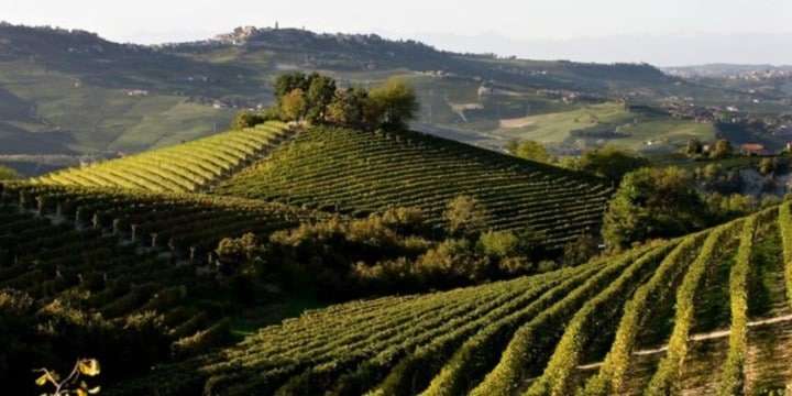 Guide till Piedmonts viner