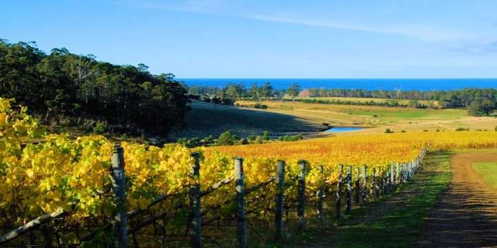 Prova ett vin från Tasmanien!