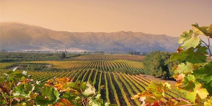 Upptäck de autentiska vinerna från Chile