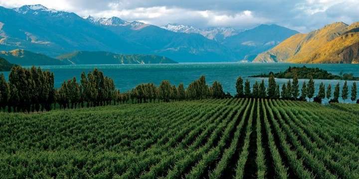 Nya Zeeland – Ett av de bästa områdena för Pinot Noir