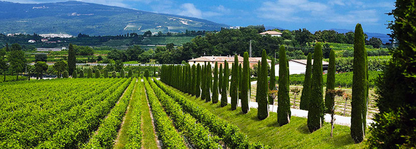 Vinregion Nära Verona