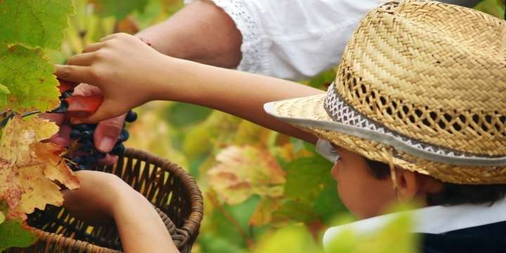 10 tips för ett lyckat besök på en vingård i sommar!