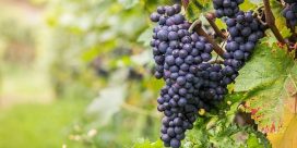 Klimatförändringar påverkar de goda Bordeauxvinerna
