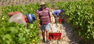 Dalmatien: arbetare på vingården