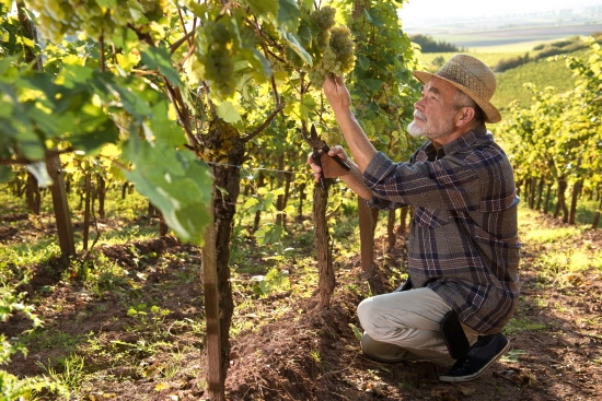 vingården - en vinodlare plockar druvor