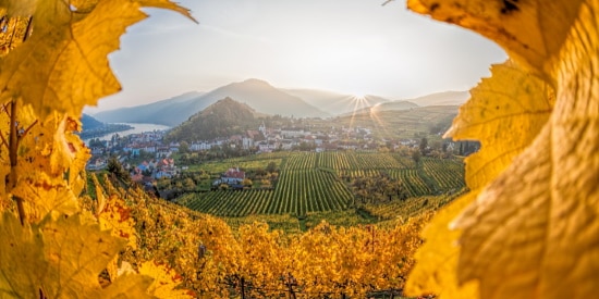 Vinlandet-Österrike  utsikt över vingårdar