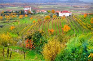 friuli wine region