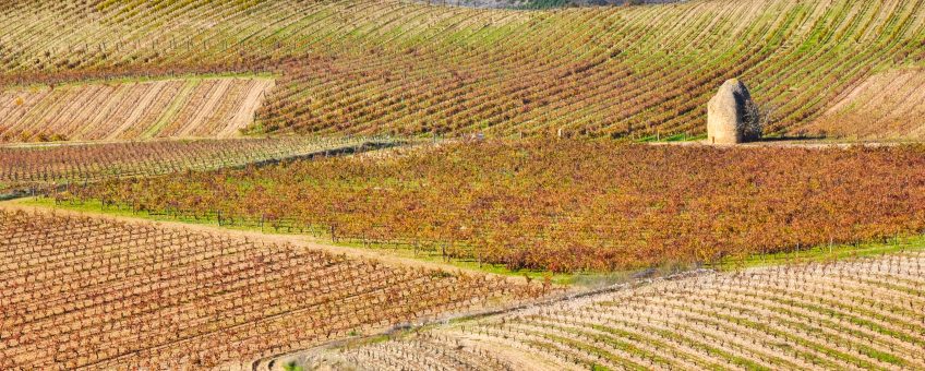 Rioja_vineyard and Davalillo castle