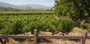 Nya världens viner - vingård i Apalta Valley
