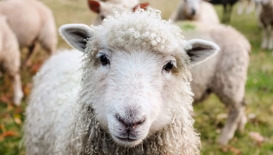 Pecorino - ett får