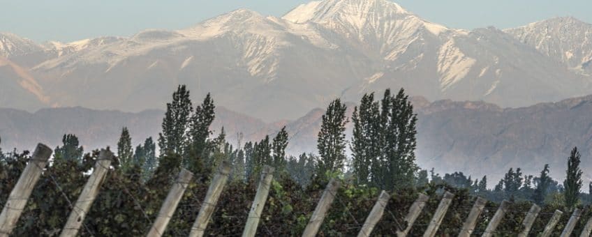 Malbec - Argentina vingård med vy över Anderna