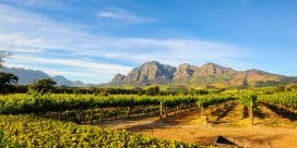 Coastal Regions fantastiska viner i Sydafrika!