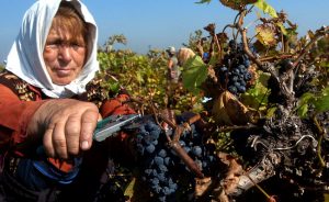 Vinlandet Bulgarien - vingårdsarbetare klipper klase