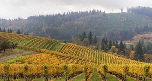 USAs viner - by över vingård med sluttningar