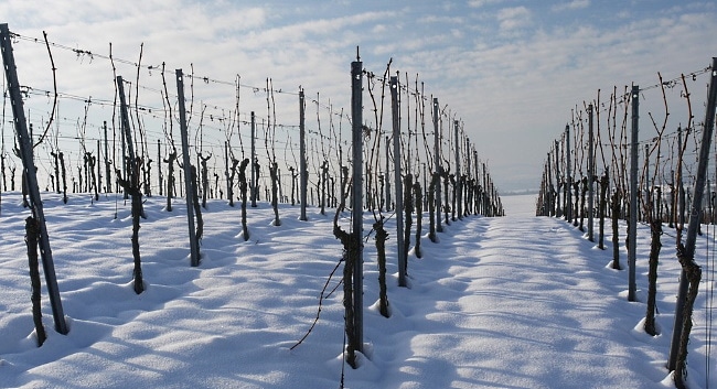 USAs viner - snö i vingården