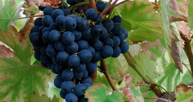 mat-och-vin-från-tsocana - blå-druvor