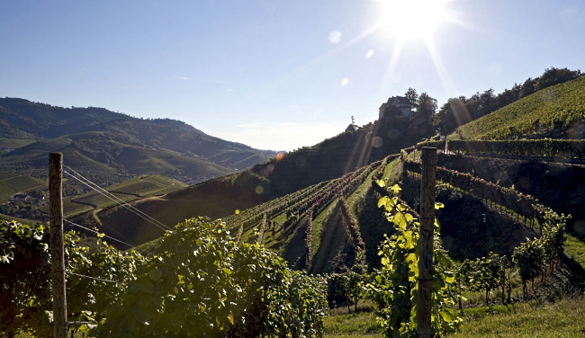 Vinregionen Baden - fler vingårdar