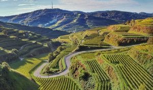Vinregionen Baden - frontbild med höga vingårdar