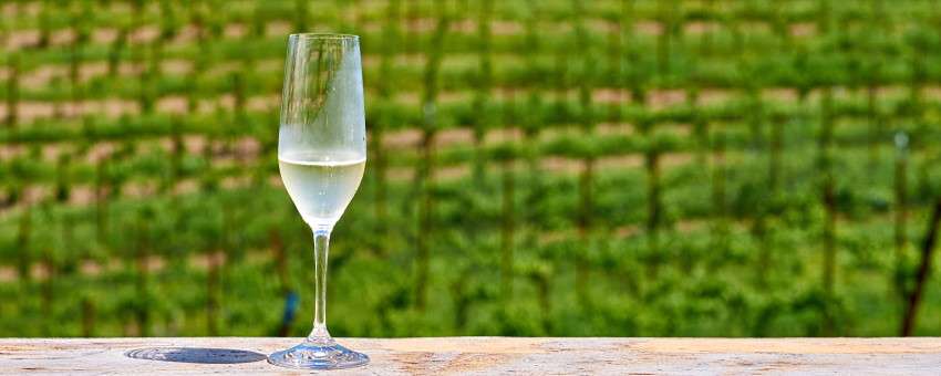 omslag sverige vin - ett glas på en vingård