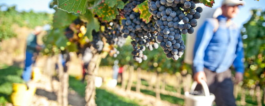Biodynamiskt vin i vingården handskörd