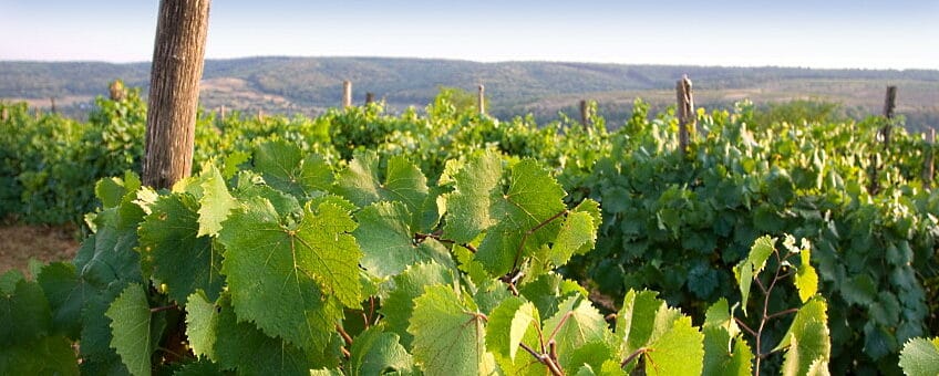 sydafrikas Cabernet-vinet - vinstockar