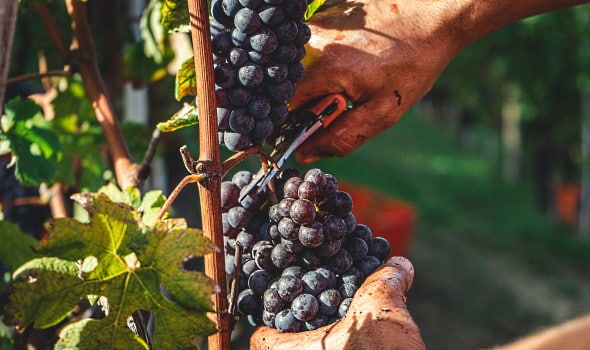 Brunello-vin - en klase druvor som klipps