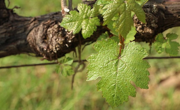 beskriv vin en vinstock med blad
