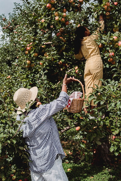Äppelbrandy Calvados - äppelträd och folk som plockar