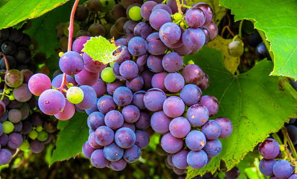 klonad druvklonad druva - blå druvor med fantastisk färg
