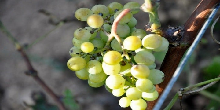 Marsala – ett unikt vin från Sicilien
