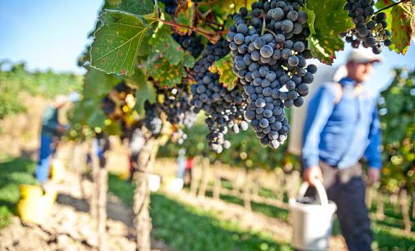 frågor om vin arbete i vingården