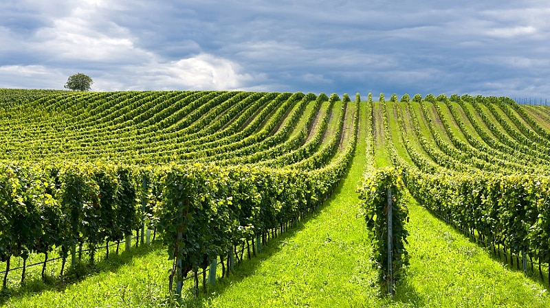 klimatförändringen - omslag vingård