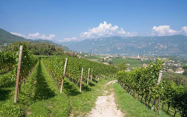 Vintips från Alto Adige - vingårdar