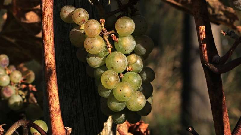 Viognier och Airen - en klase gröna druvor
