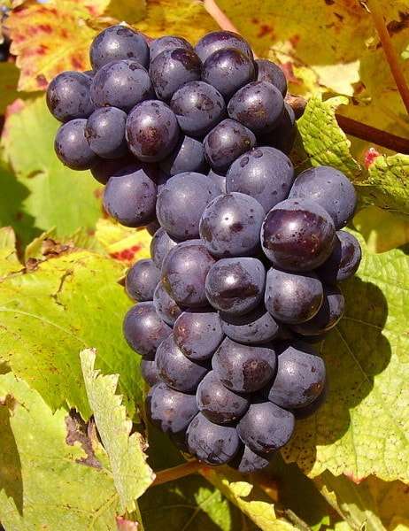 Vit Pinot Noir - blå druvor